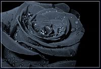 i 419066 1[1]
