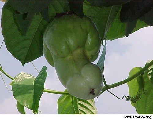 penis fruit3